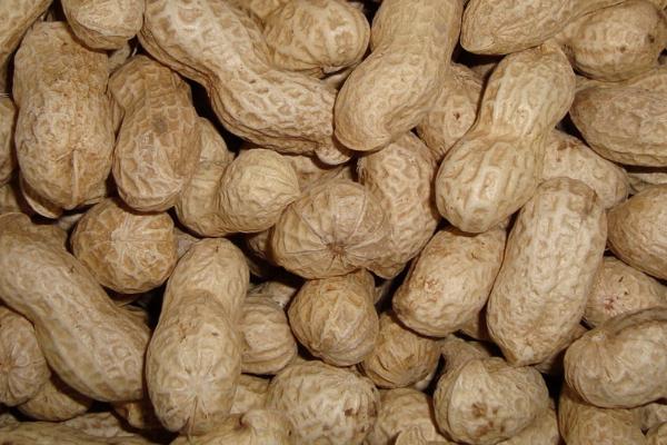 哪些农作物在秋季成熟，包括花生、玉米、西红柿等品种