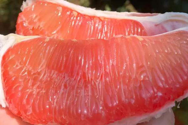哪些农作物在秋季成熟，包括花生、玉米、西红柿等品种