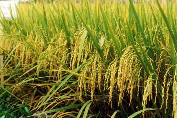泰两优华湘占水稻种简介，属两系杂交稻新品种