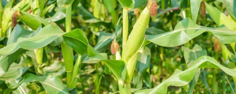 腾龙3405玉米品种简介，防治病虫害