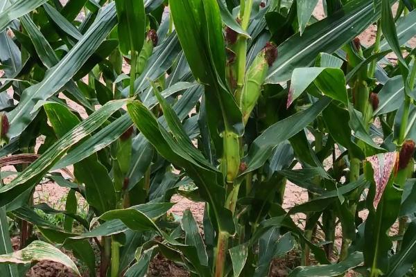 康农玉517玉米品种的特性，防治病虫害