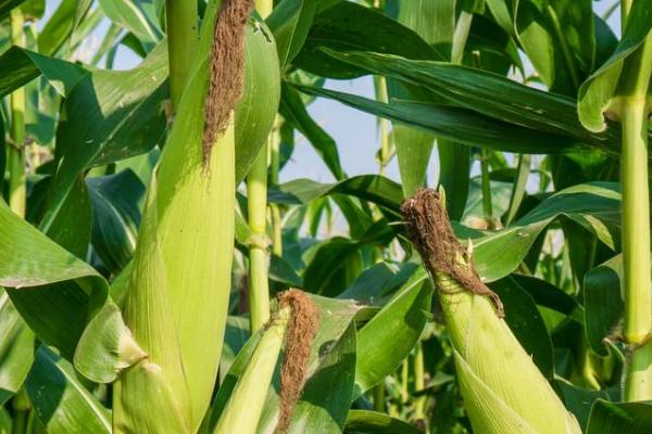 康农玉517玉米品种的特性，防治病虫害