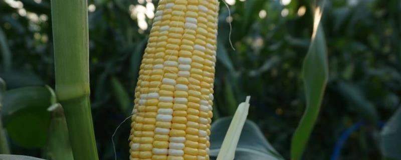 尚谷777玉米种子简介，3月下旬至4月初播种
