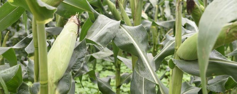 腾龙7023玉米品种简介，3月下旬至4月初播种