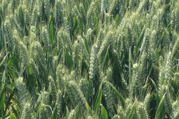 扬辐麦22小麦种子特征特性，属偏春性品种