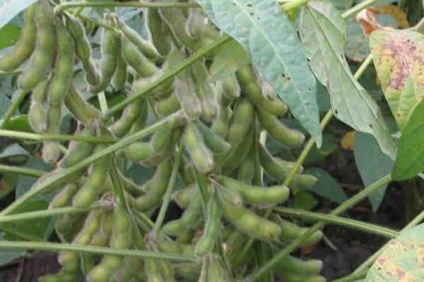 圣育24大豆种简介，属早熟高蛋白夏大豆品种