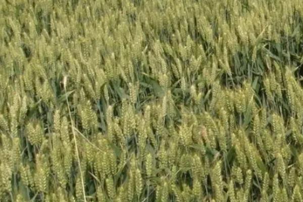 扬辐麦22小麦种子特征特性，属偏春性品种
