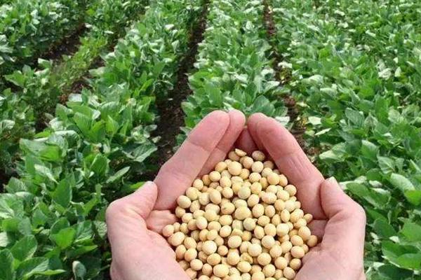 圣育24大豆种简介，属早熟高蛋白夏大豆品种