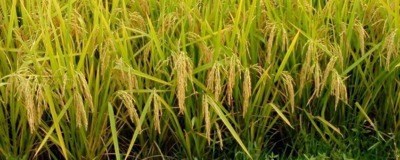 WD915S水稻种子特征特性，秧田亩播种量10～15公斤