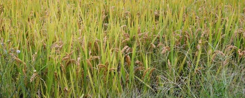 魅两优1206水稻品种的特性，属中熟籼型中稻品种