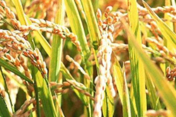 魅两优1206水稻品种的特性，属中熟籼型中稻品种