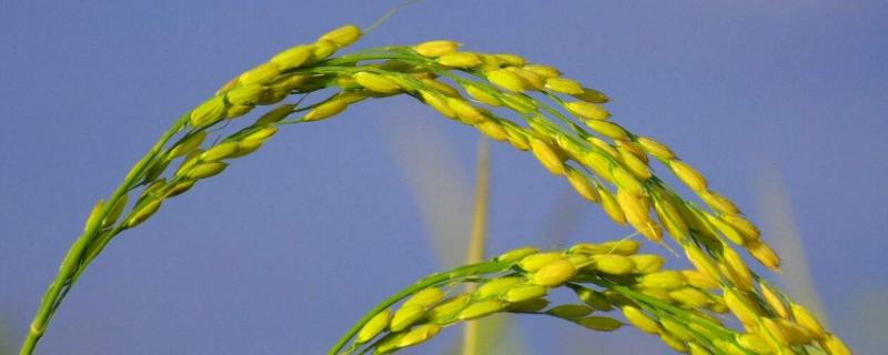 E两优603水稻种简介，5月下旬至6月初播种