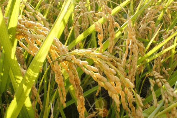 耕香优98丝苗水稻品种的特性，晚造全生育期107～109天