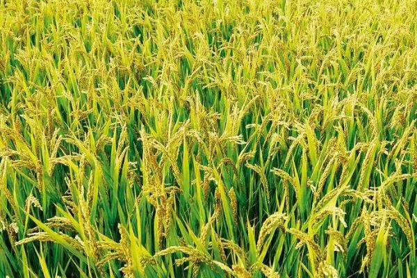 粤良珍禾水稻品种简介，晚造全生育期112～114天