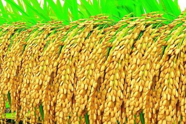 耕香优98丝苗水稻品种的特性，晚造全生育期107～109天