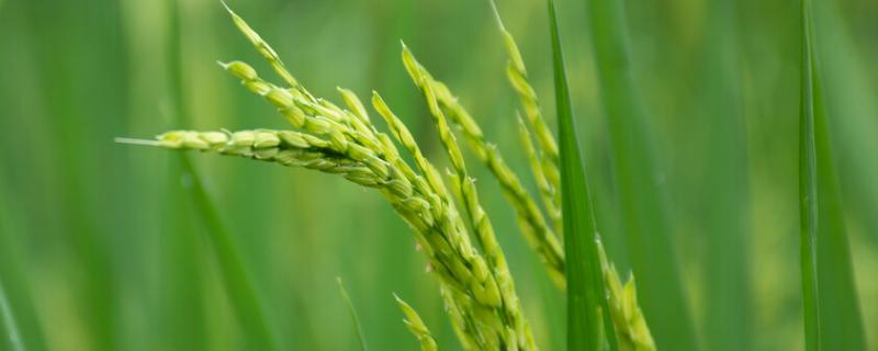 福香优6503水稻种子特点，晚造全生育期108～111天