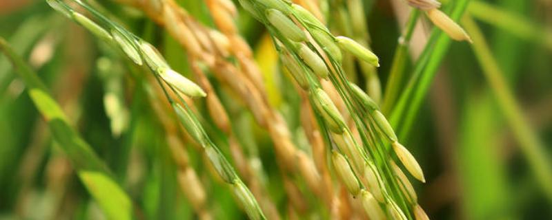 五乡优1002水稻种简介，注意防治稻瘟病和白叶枯病