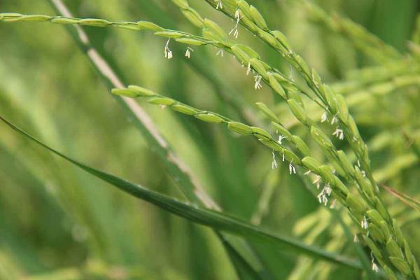 兴两优红晶占水稻种简介，晚造全生育期110～112天