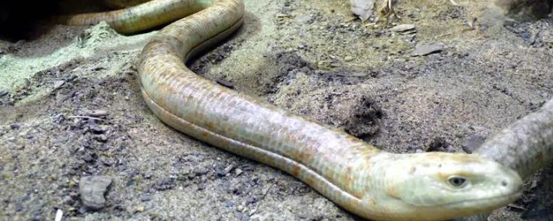 帝王蛇蜥有毒吗，是无毒的动物