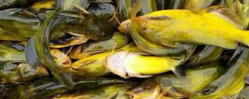 黄颡鱼的食性，鱼苗阶段主要以浮游动物为食