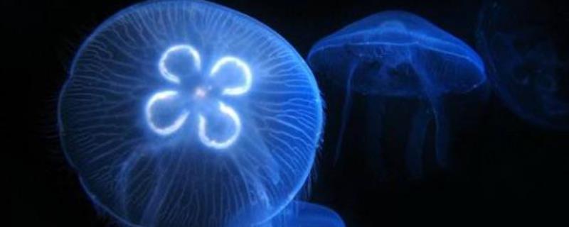 什么是海月水母，是海月水母属刺胞动物的统称