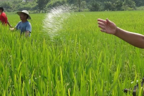 使用化肥要注意哪些问题，氮肥不能浅施、高浓度肥料不能一次性使用过多