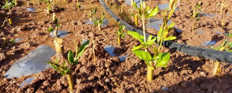 石榴树怎么繁殖，可播种、压条、扦插或分株等