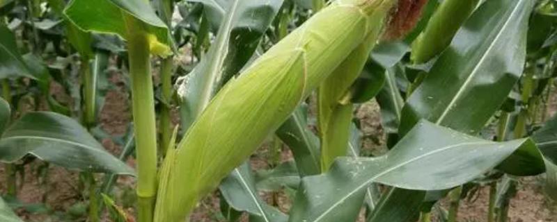 桂单2206玉米种子特征特性，注意防治虫害
