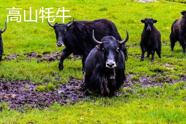 耗牛有哪些品种，包括白牦牛、九龙牦牛、高山牦牛等种类