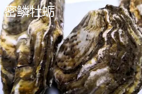 长牡蛎的产地，原产于中国、朝鲜、日本和俄罗斯