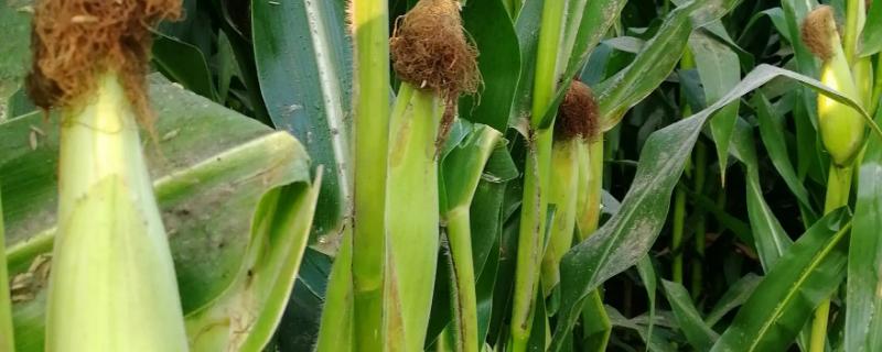 田润092玉米种子特征特性，播种