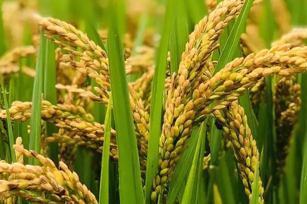 合新油占水稻种子简介，特别注意防治白叶枯病