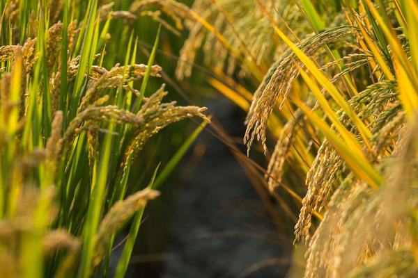 中泰优银粘水稻种子特征特性，早造全生育期124～129天