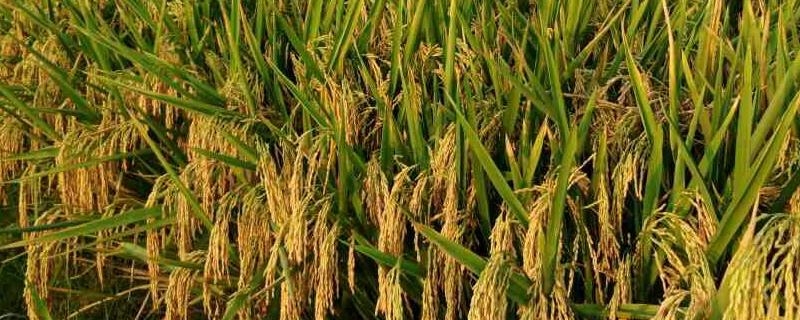 胜优088水稻种子介绍，中抗稻瘟病
