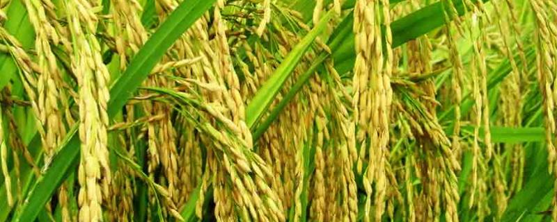 来优178水稻品种的特性，特别注意防治白叶枯病