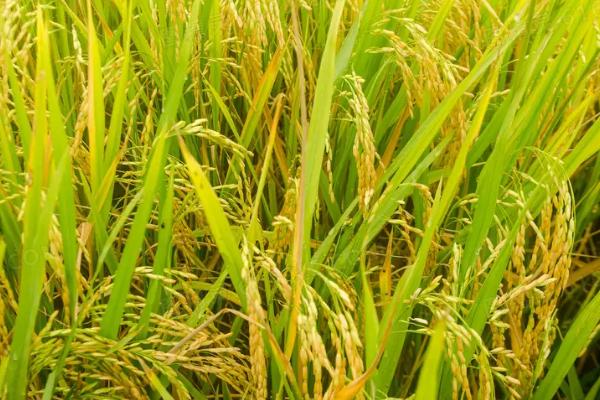 中泰优银粘水稻种子特征特性，早造全生育期124～129天