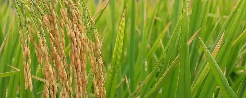 黄广泰占水稻种子介绍，早造全生育期125～129天