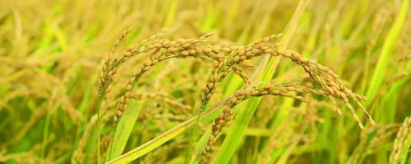 白粤丝苗水稻种子特点，感温型常规稻品种