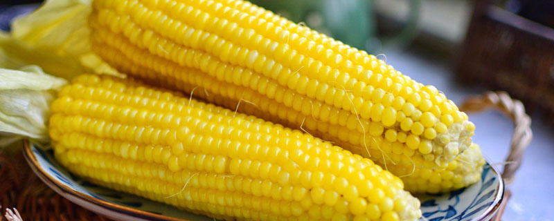 彩长甜糯玉米种子特点，提高播种质量