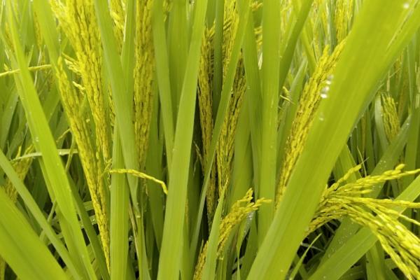 白粤丝苗水稻种子特点，感温型常规稻品种