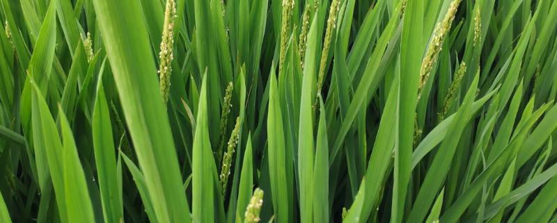 玉美金占水稻品种的特性，宜中等肥力水平