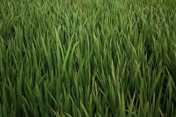 荔香优628水稻种子特征特性，感温籼型三系杂交水稻品种