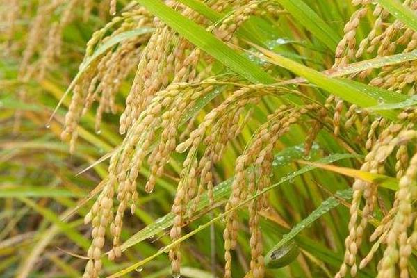 岚香优168水稻种子介绍，全生育期平均127.5天