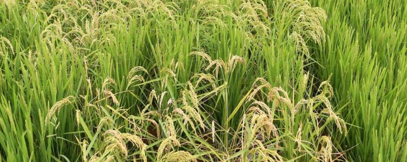 色香优7号水稻种子介绍，桂南晚稻7月10日前播种