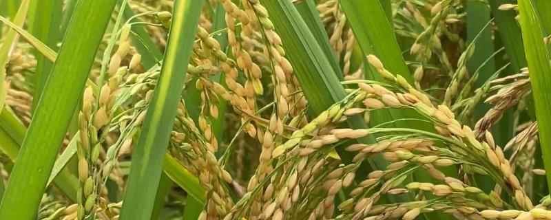 桂浙优8699水稻种子介绍，适宜中高肥力水平栽培