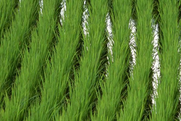 恒两优丰香丝苗水稻种简介，中稻或一季稻5月初前播种