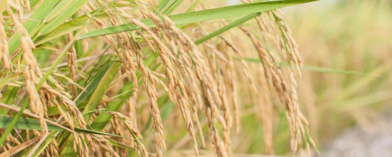 鹰香丝苗水稻种子介绍，因该品种穗大粒多