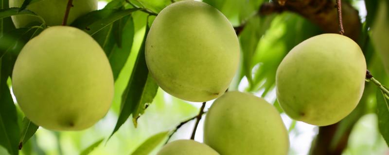 好吃的桃子品种有哪些，鹰嘴桃、砀山黄桃、水蜜桃、黄金油桃等品种的口感比较好