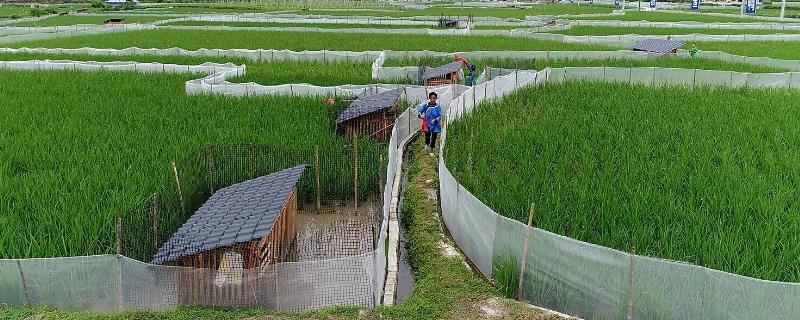 生态养殖模式有哪些，常见以下7种