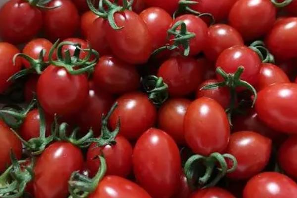夏季哪些蔬菜可以露天种植，包括小白菜、空心菜、番茄、茄子等品种